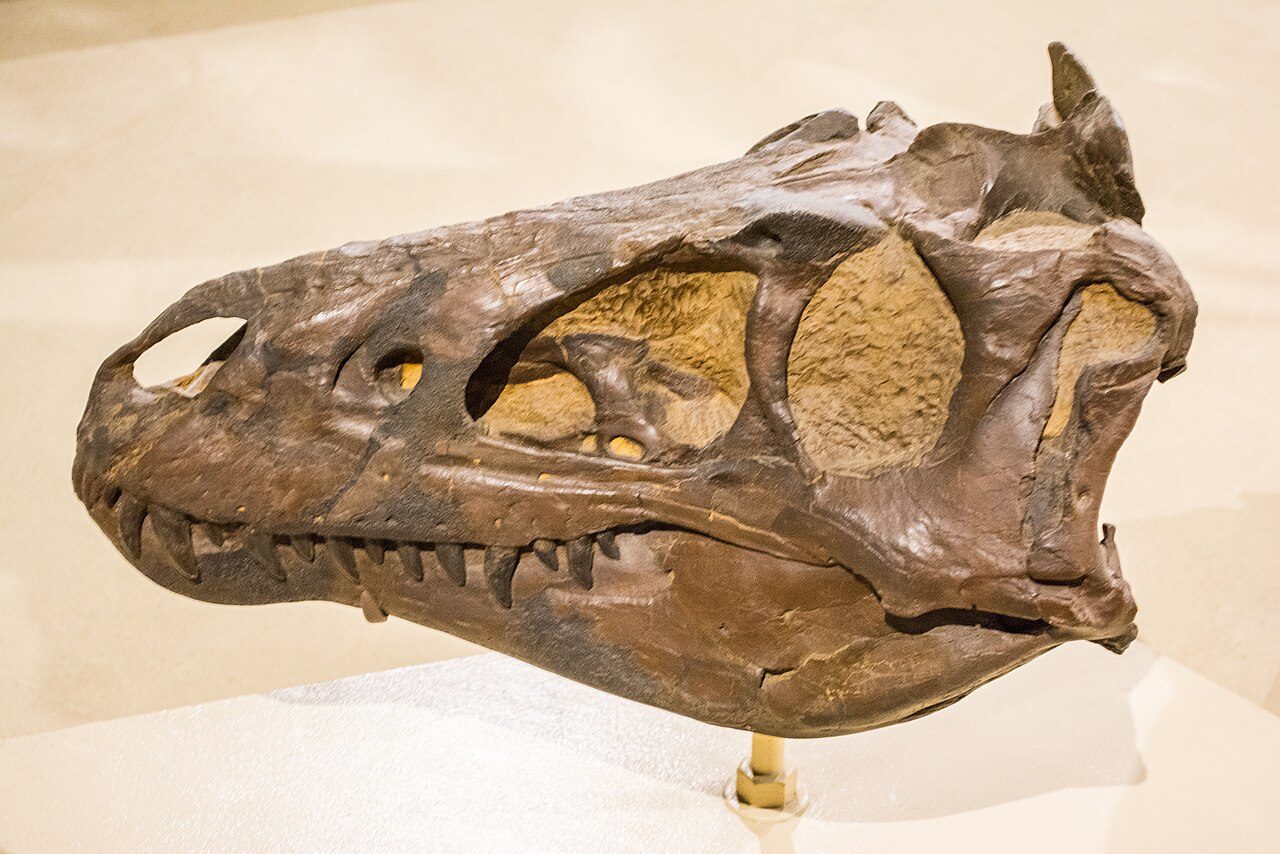 Cast of the Nanotyrannus lancensis skull on exhibit at the Cleveland Museum of Natural History