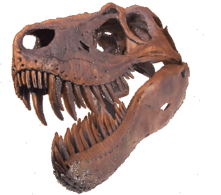 jane's skull
